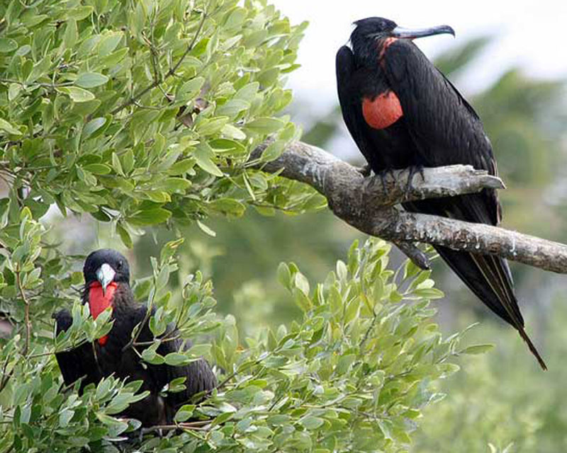 Contoy Bird Sanctuary Gallery