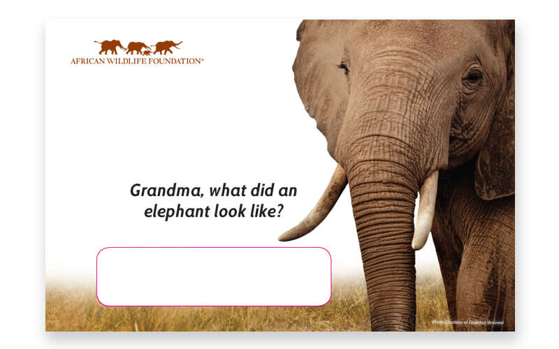 AWF elephant envelope