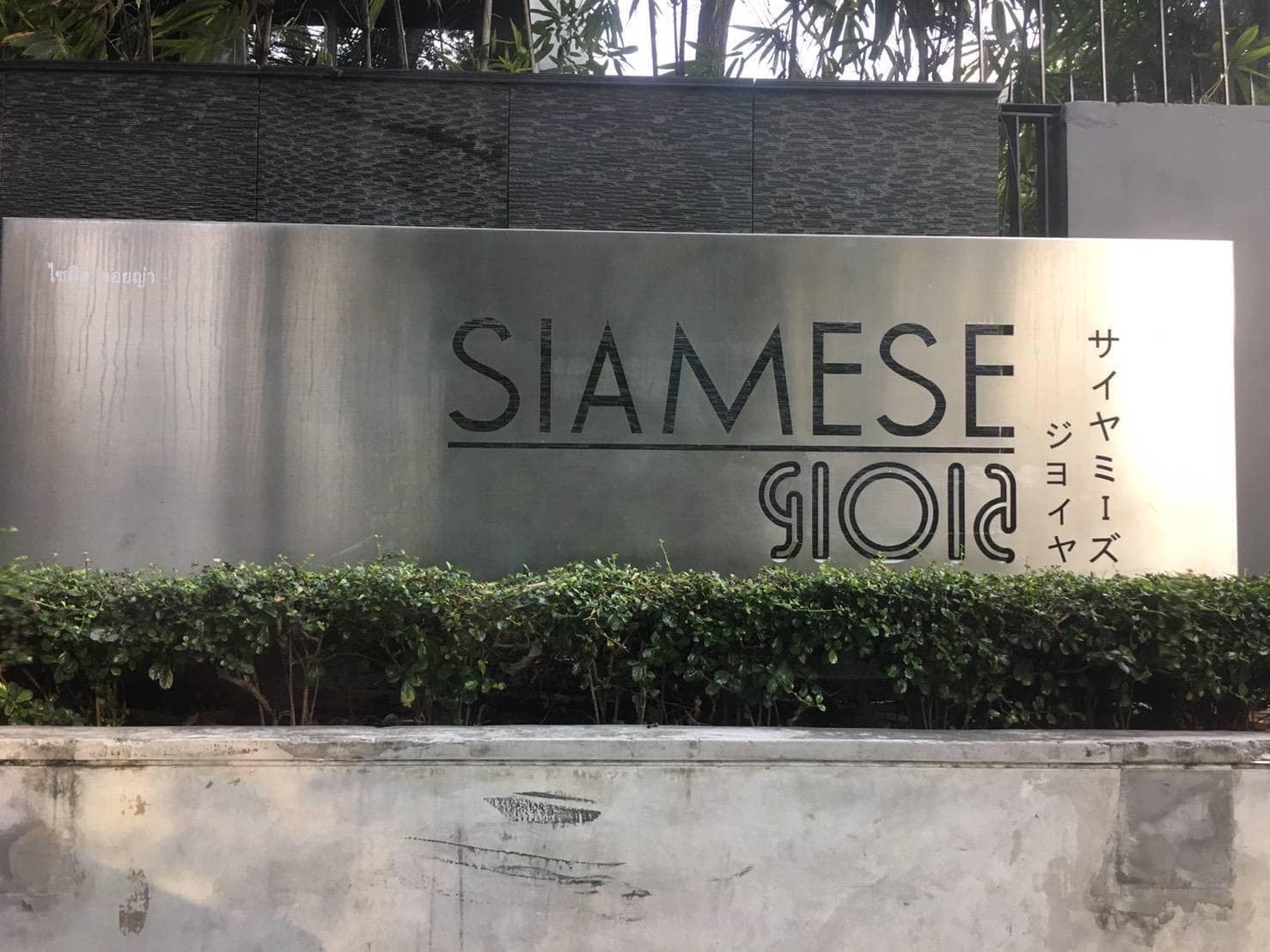 Siamese Gioia - Image 9