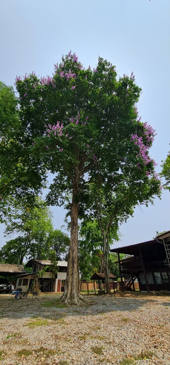 Land For Sale in Nong Phueng, Saraphi, Chiang Mai - Image 14