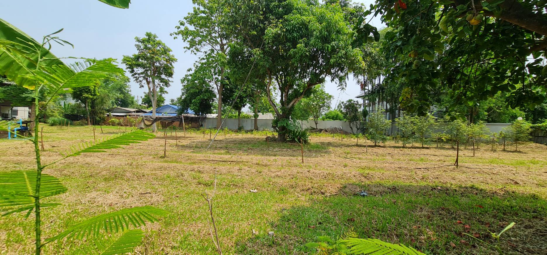 Land For Sale in Nong Phueng, Saraphi, Chiang Mai - Image 13