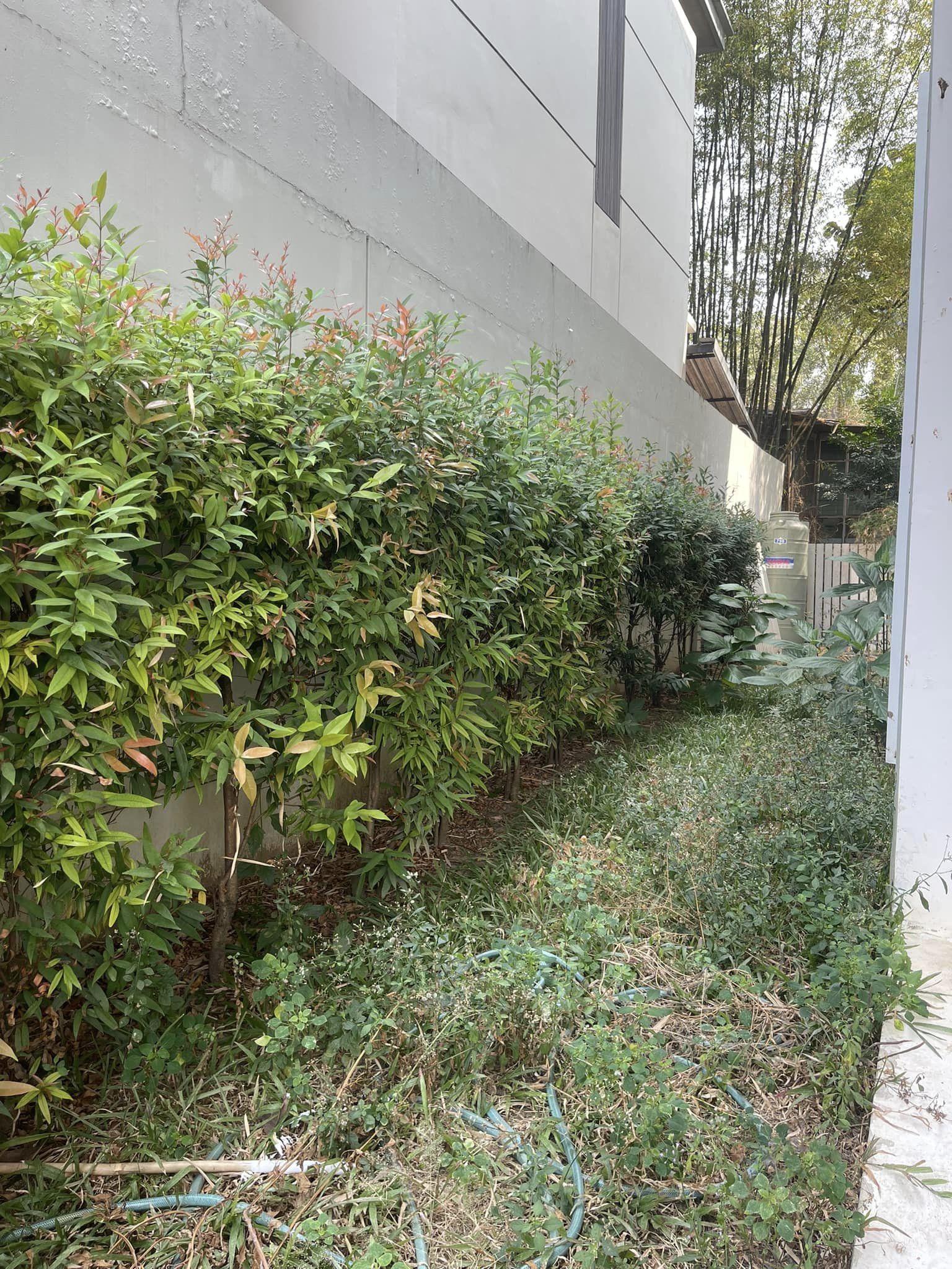 3 ห้องนอน ทาวน์เฮาส์ สำหรับขาย ใน สุเทพ, เมืองเชียงใหม่, เชียงใหม่ - Image 32