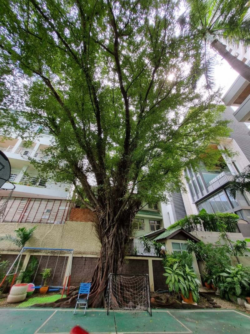 Studio House  in Khlong Tan Nuea, Vadhana, Bangkok - Image 17