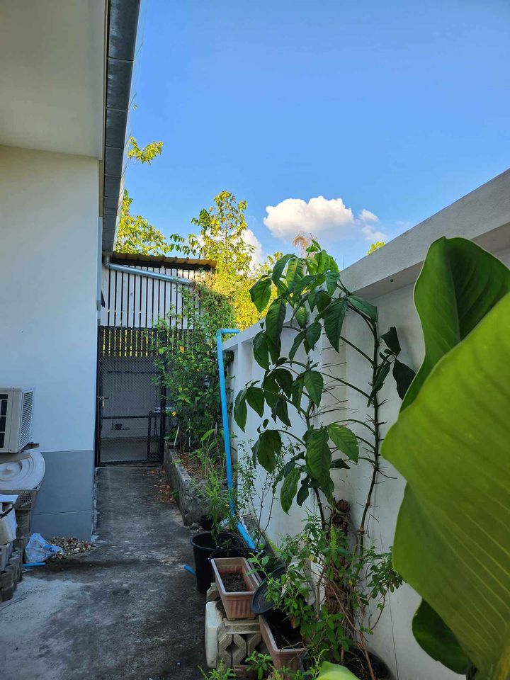 3 Bedroom House For Sale in Tha Wang Tan, Saraphi, Chiang Mai - Image 9