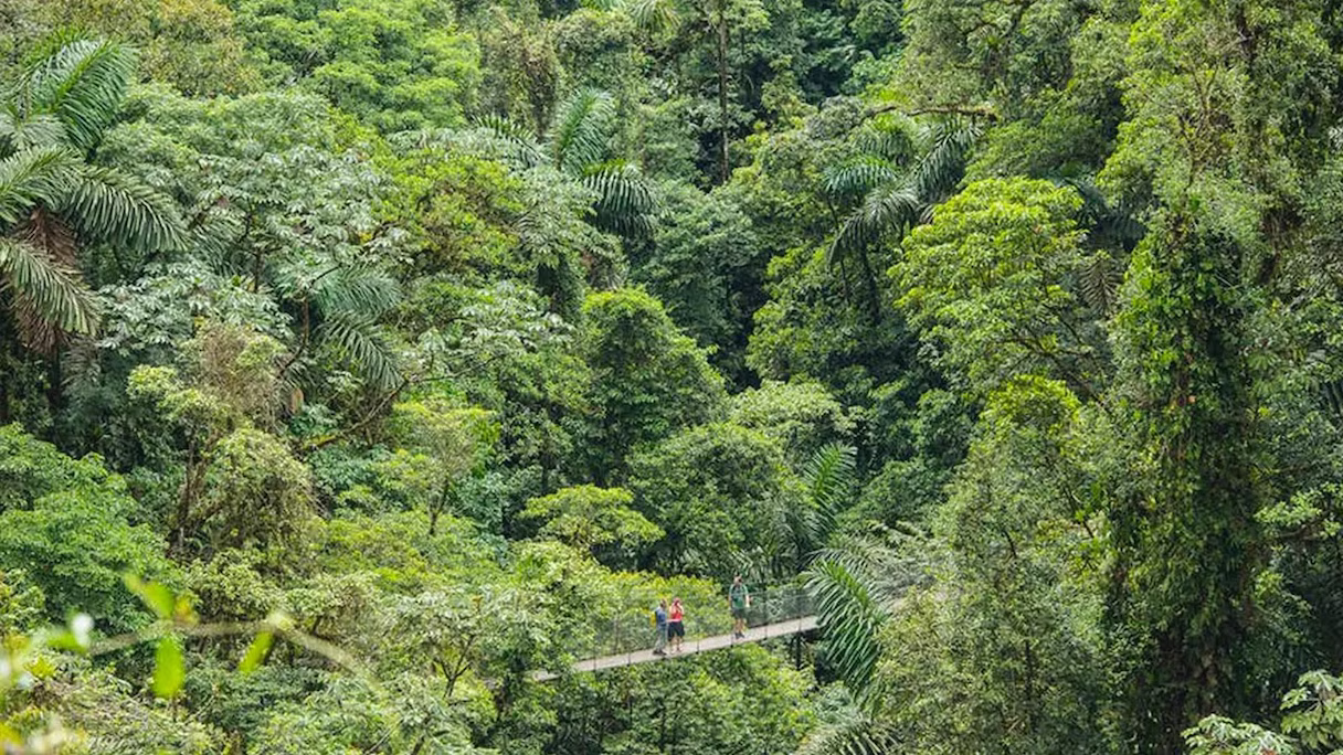 Drone view of a person walking on a hanging bridge surrounded by dense tropical forest