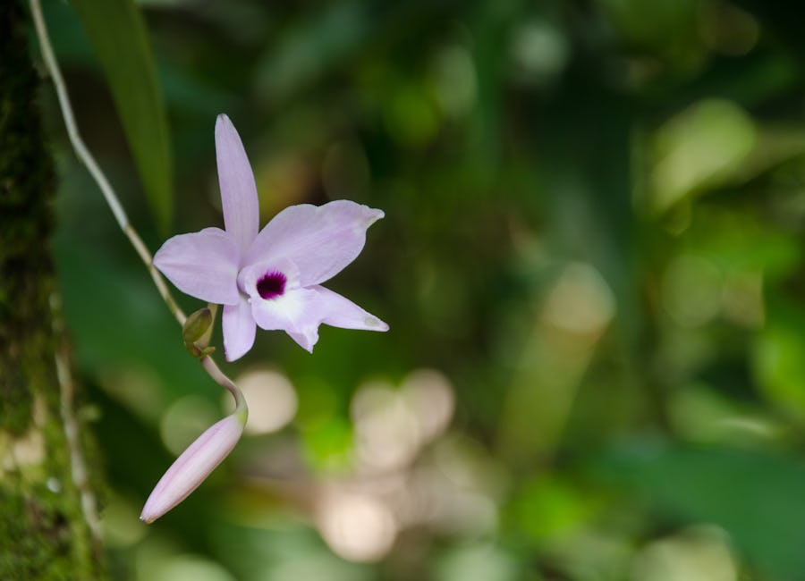 Purple orchid growing naturally in La Fortuna Waterfall Reserve, San Carlos, Costa Rica