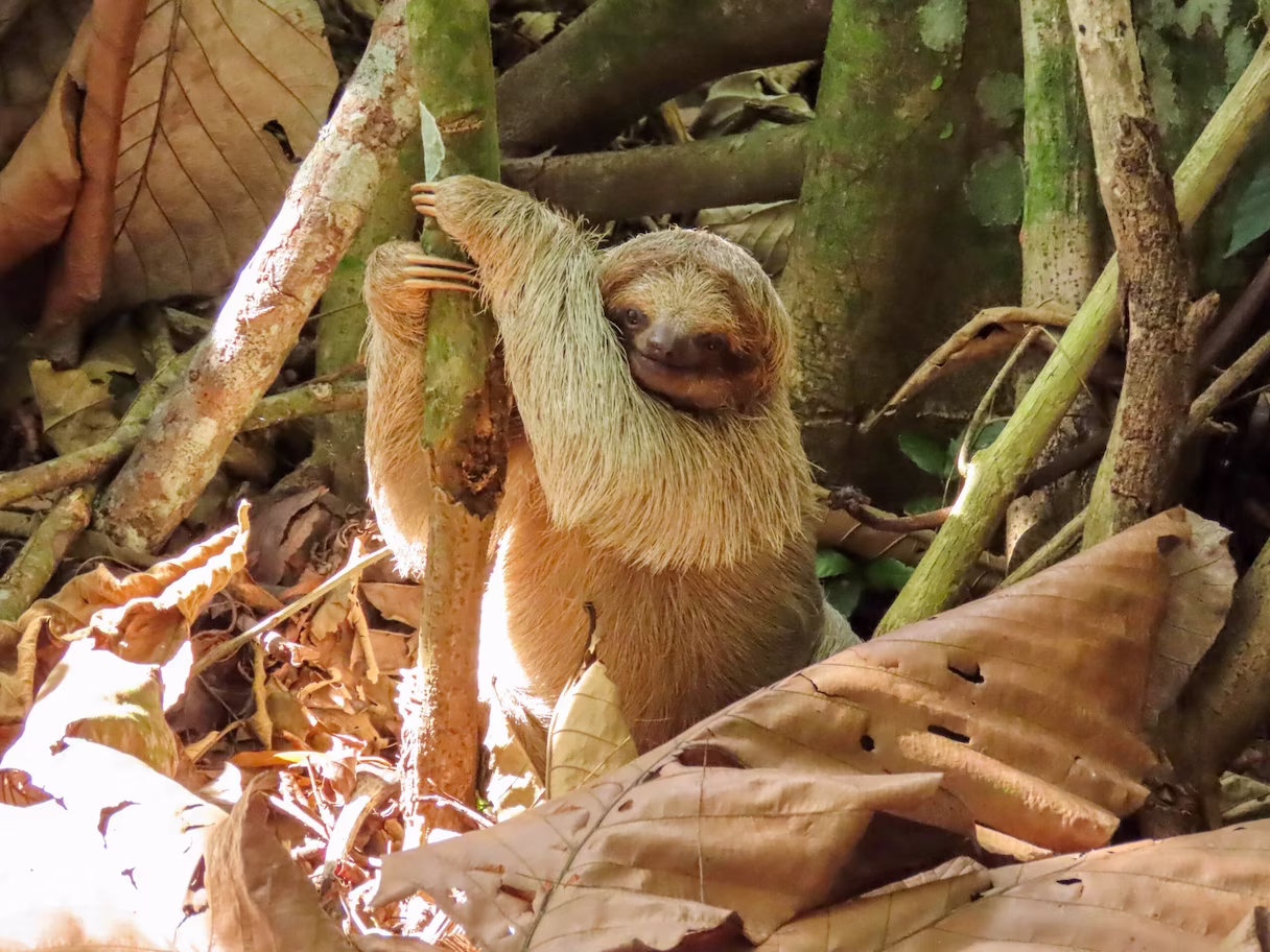 Sloth on the lower part of a tree near the ground looking at the camera in La Fortuna, San Carlos, Costa Rica