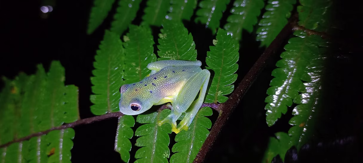 Granular glass frog (Cochranella granulosa), small translucent purple frog illuminated at night in Arenal, La Fortuna, Costa Rica