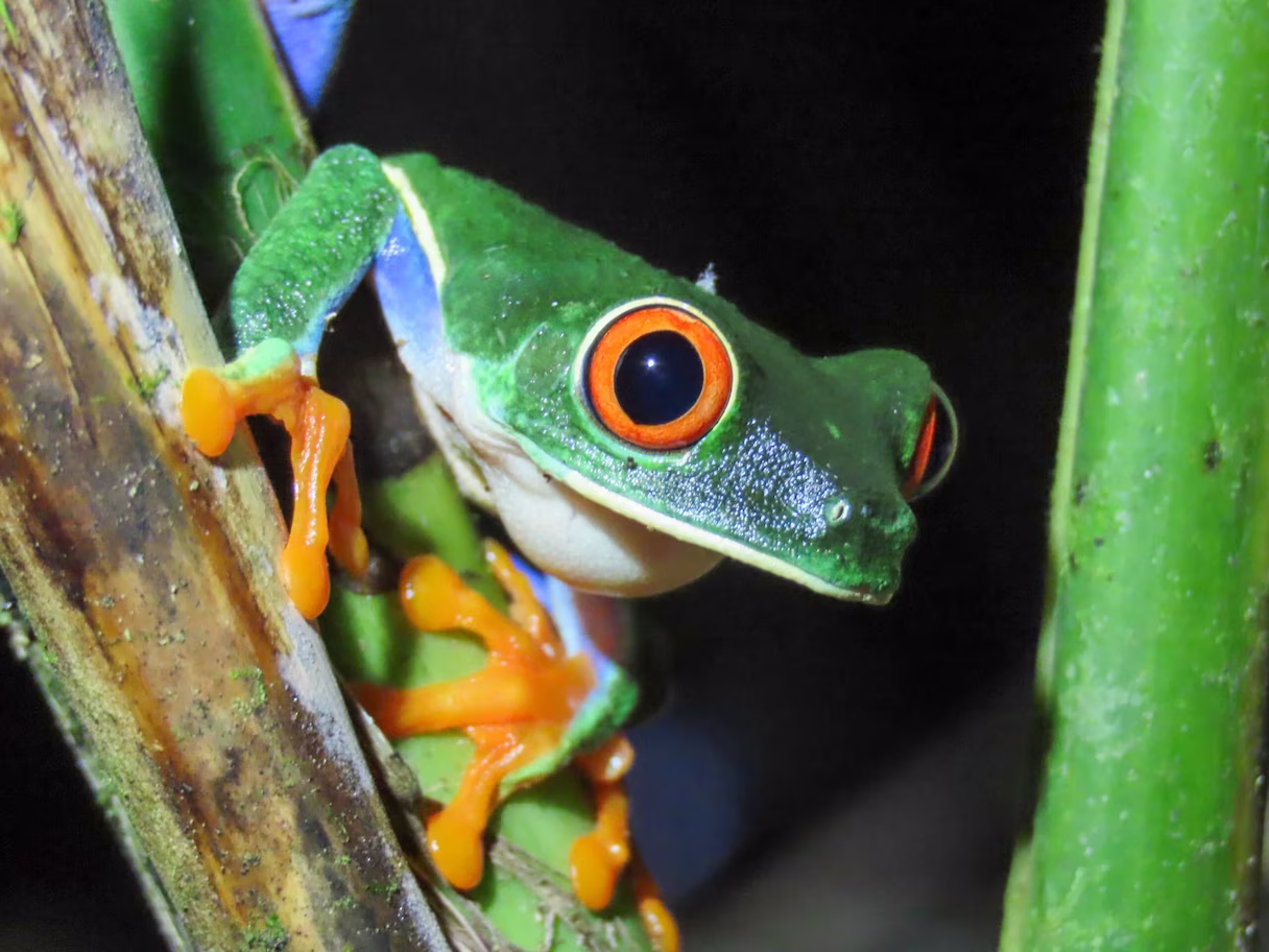 Close up of a parachuting tree frog (Agalychnis saltator) looking toward the camera at night in Arenal, La Fortuna, Costa Rica