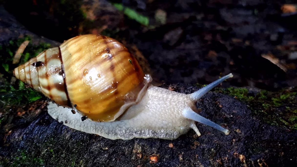 Fragile tree snail (Drymaeus papyraceus) moving along a tree trunk at night in Arenal, La Fortuna, Costa Rica