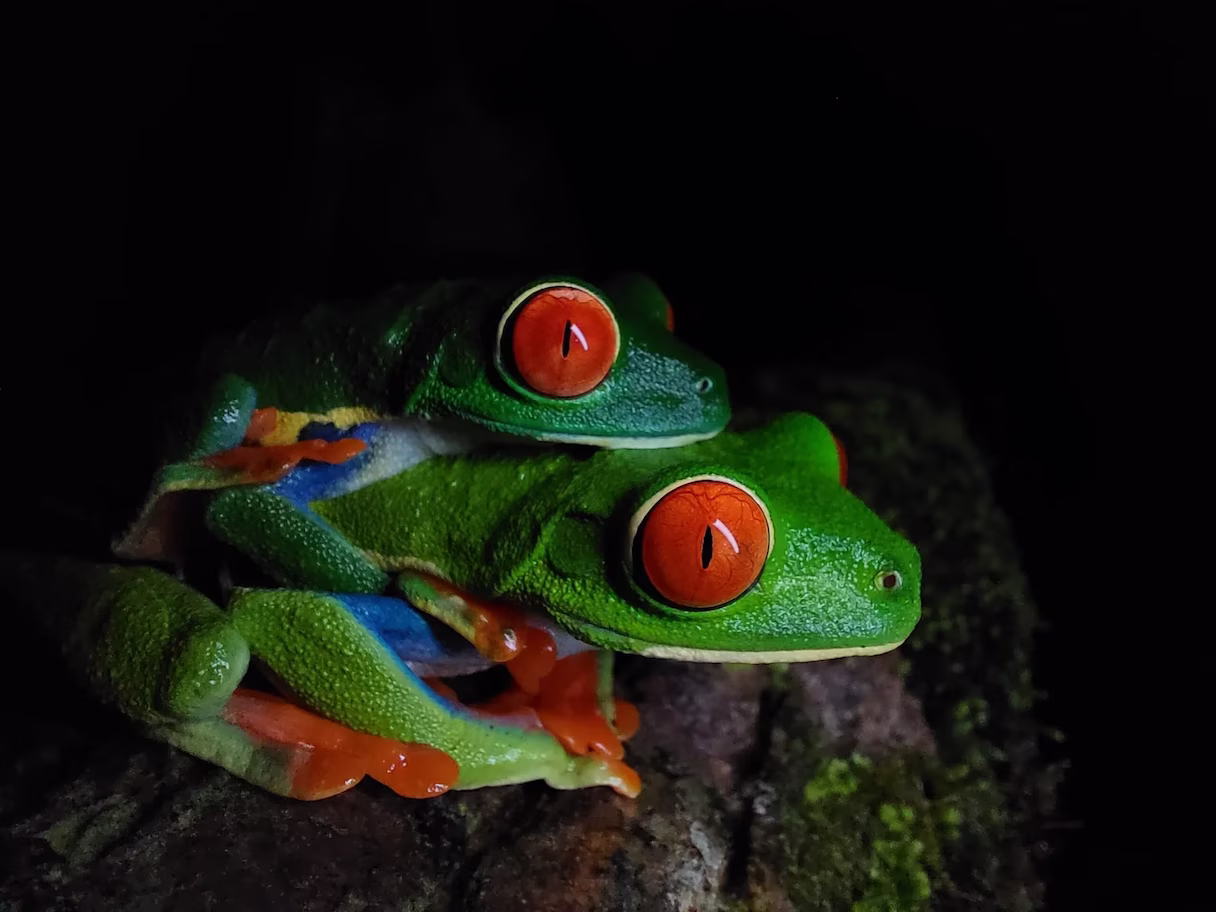 Two parachuting tree frogs (Agalychnis saltator) mating on a leaf at night in Arenal, La Fortuna, Costa Rica