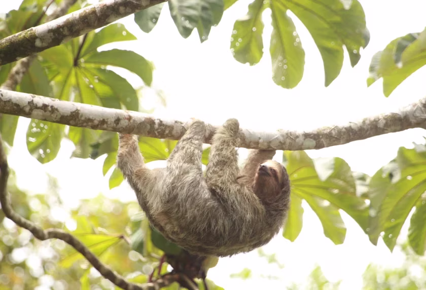Sloth resting on a tree branch spotted during an ATV tour in La Fortuna, Costa Rica
