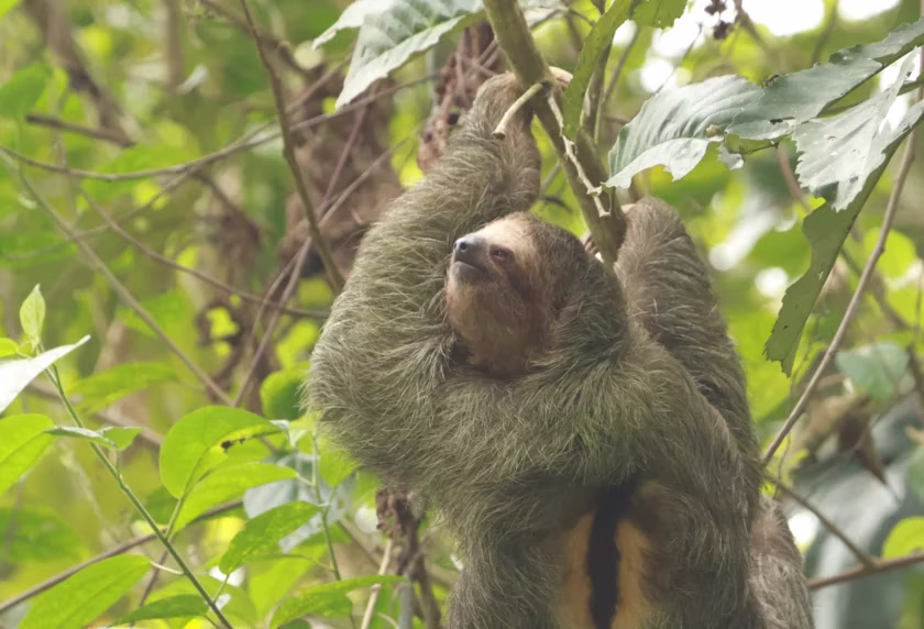 Sloth resting on tree branches spotted during a side by side UTV tour in La Fortuna, Costa Rica