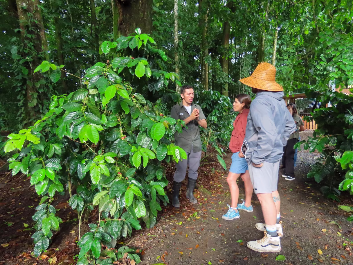 Guide explaining coffee plants to visitors at a traditional farm in La Fortuna, San Carlos, Costa Rica