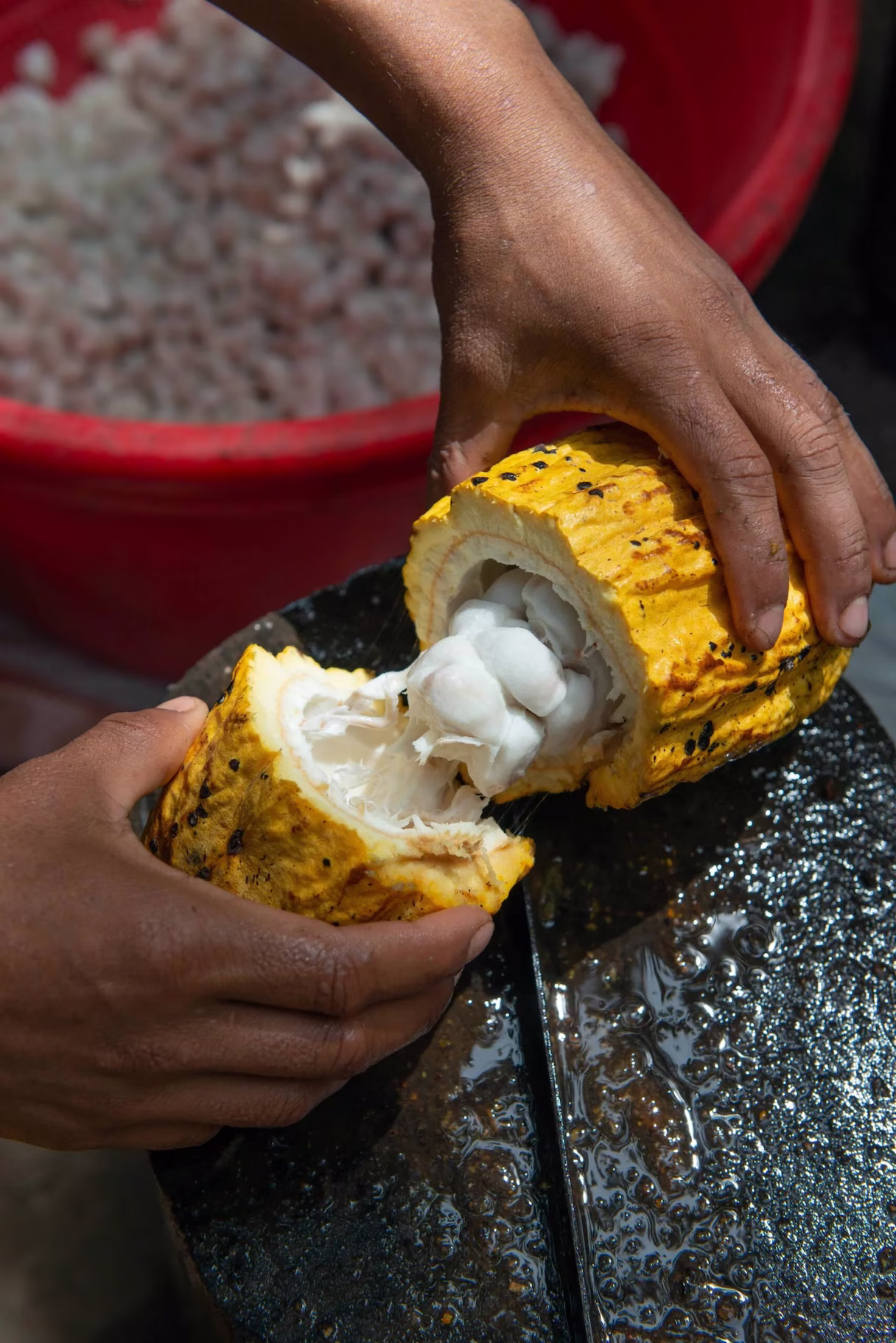 Guide opening a cacao pod to demonstrate chocolate making from cacao in La Fortuna, San Carlos, Costa Rica