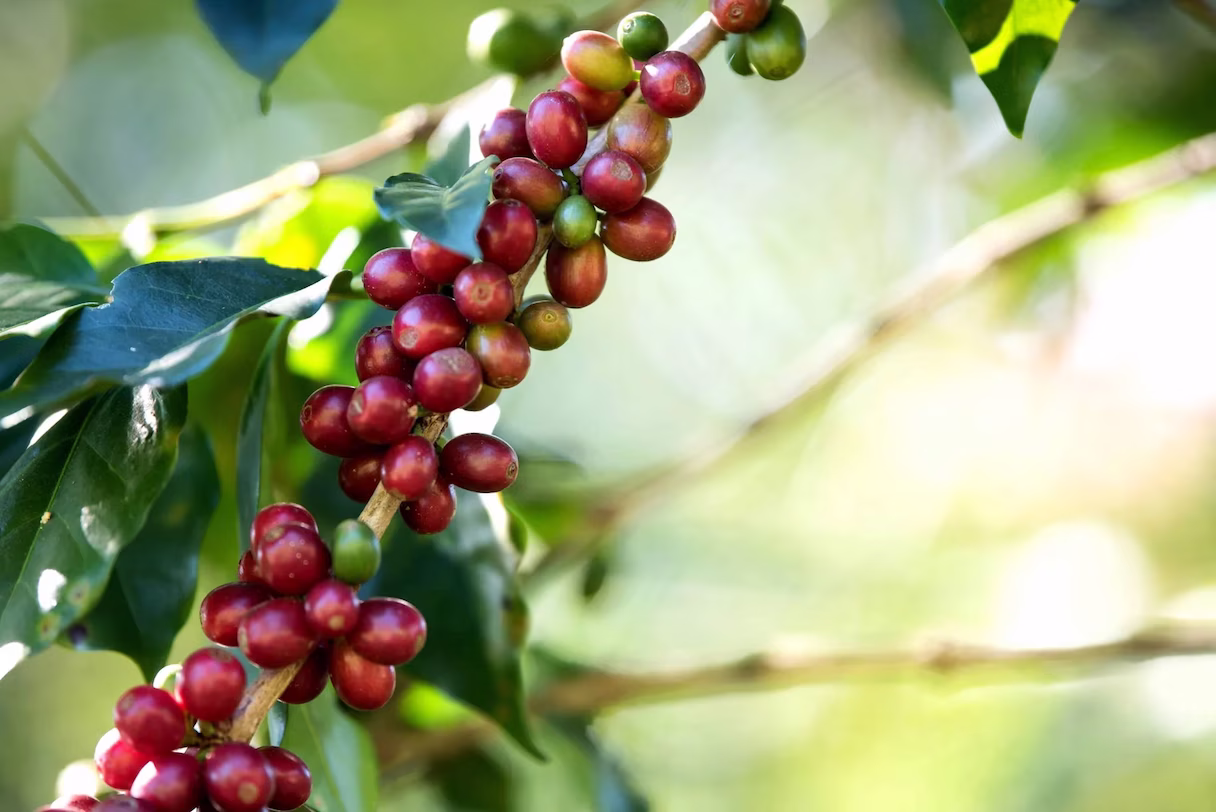 Close up of ripe red coffee cherries on a branch ready for harvest in La Fortuna, San Carlos, Costa Rica