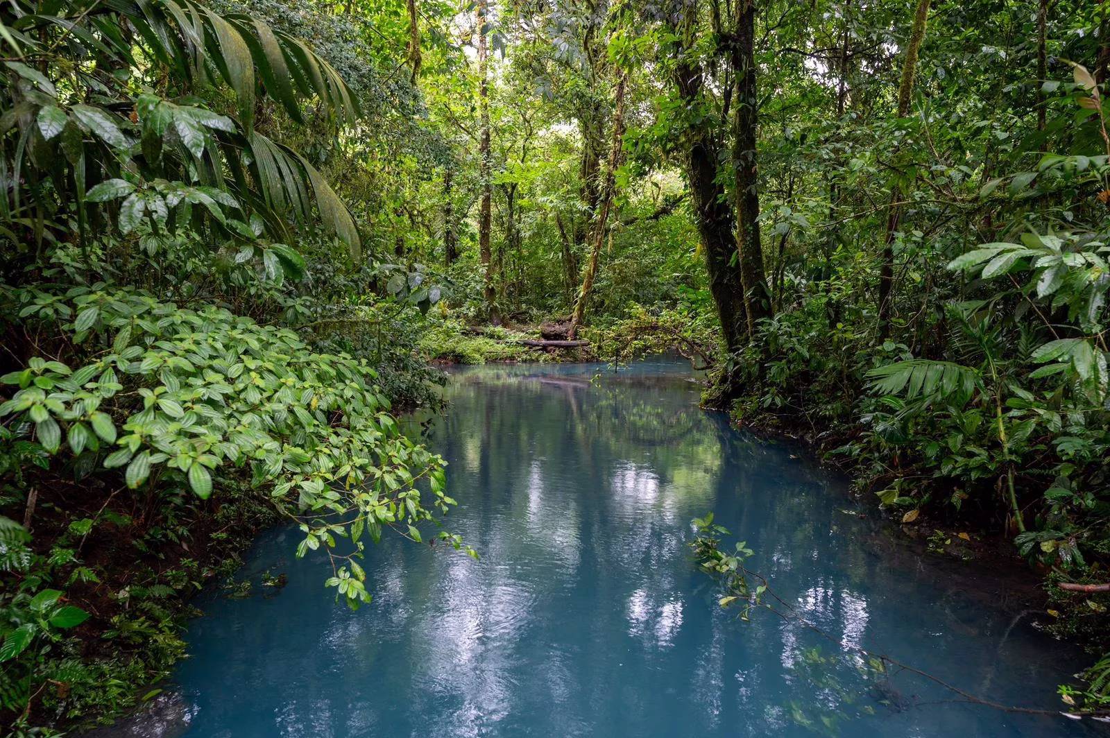 Calm and clear waters of Río Celeste river