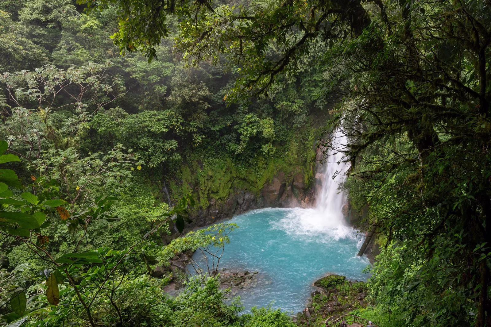 Rio Celeste waterfall in Tenorio Volcano National Park surrounded by lush rainforest from a high viewpoint