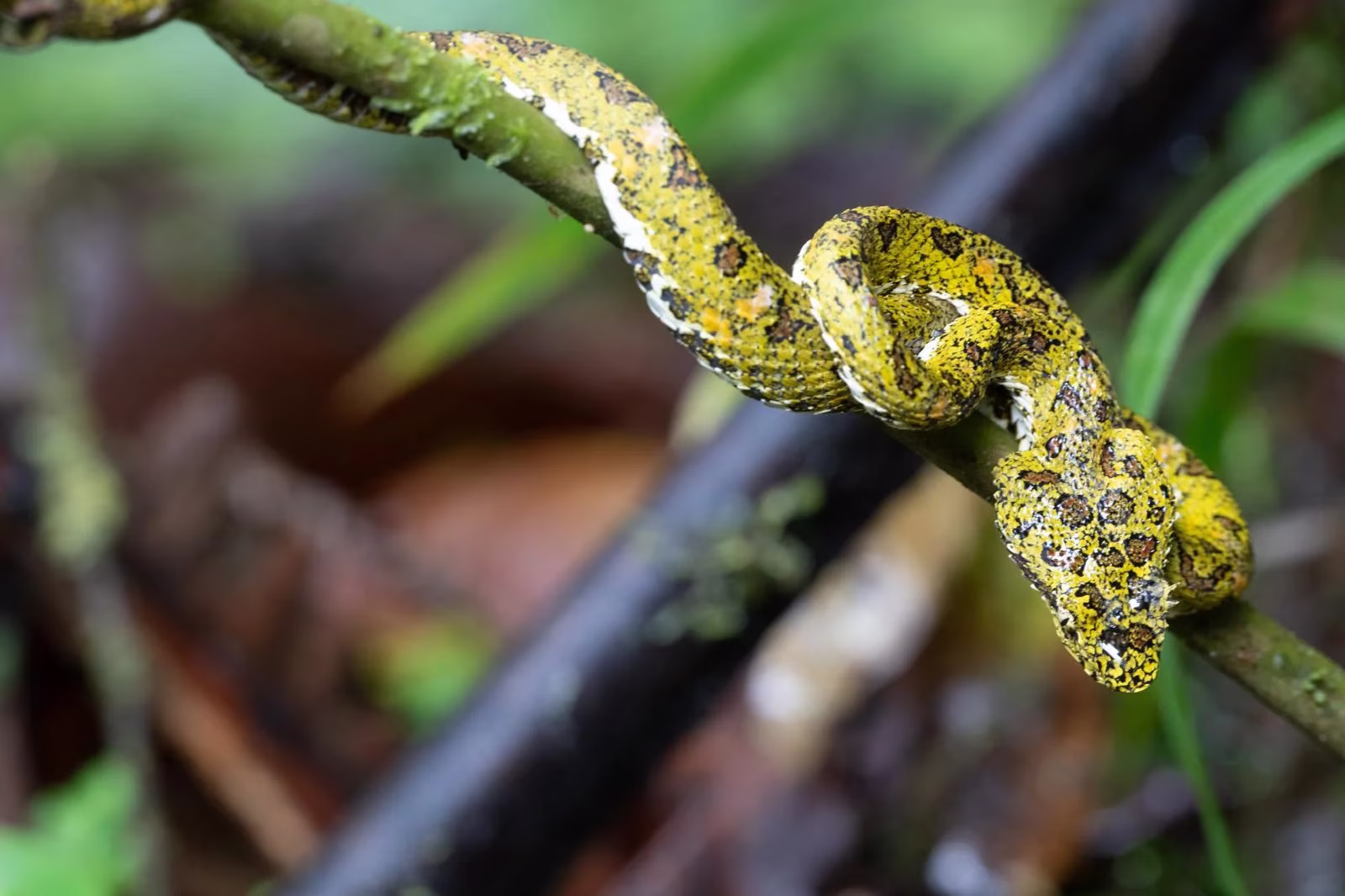 Snake hidden among jungle leaves in Tenorio Volcano National Park