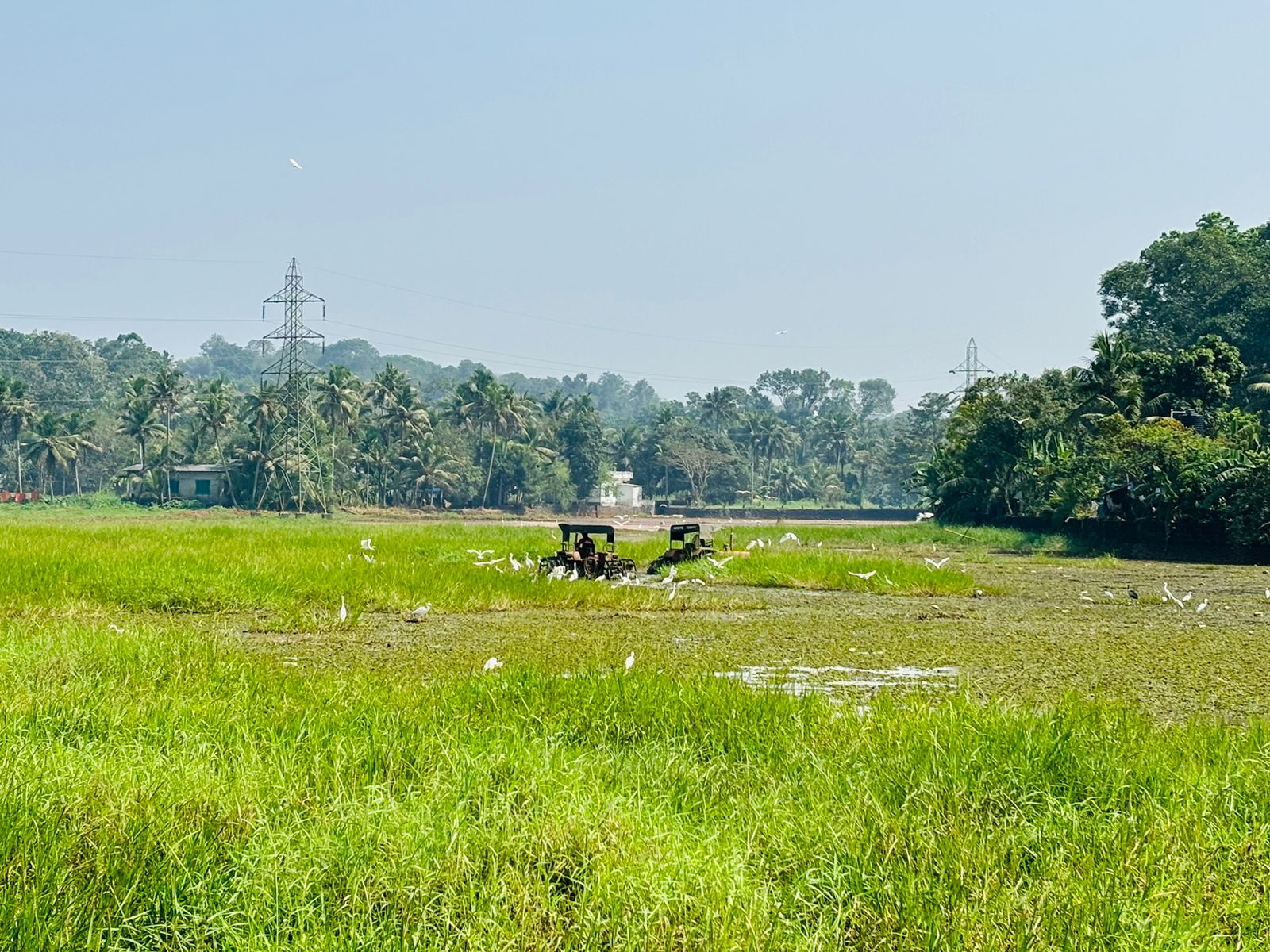 Paddy Sowing Ceremony at Ericad Padasekharam, Puthupally, Kottayam image 2