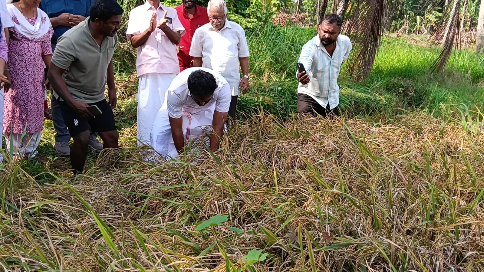 From Fallow Fields to Golden Grains: Adv. Chandy Oommen MLA Ushers in a New Era for TIESFPC image 2
