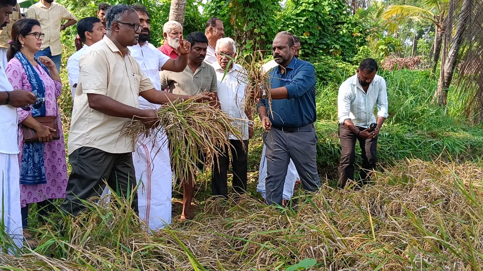 From Fallow Fields to Golden Grains: Adv. Chandy Oommen MLA Ushers in a New Era for TIESFPC image 4