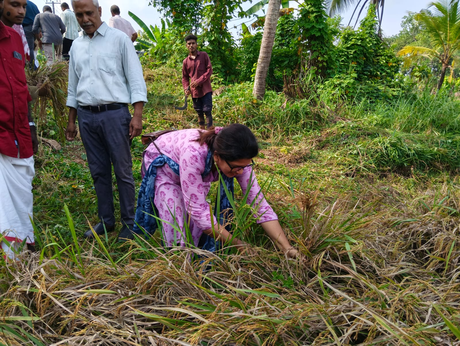 From Fallow Fields to Golden Grains: Adv. Chandy Oommen MLA Ushers in a New Era for TIESFPC image 5