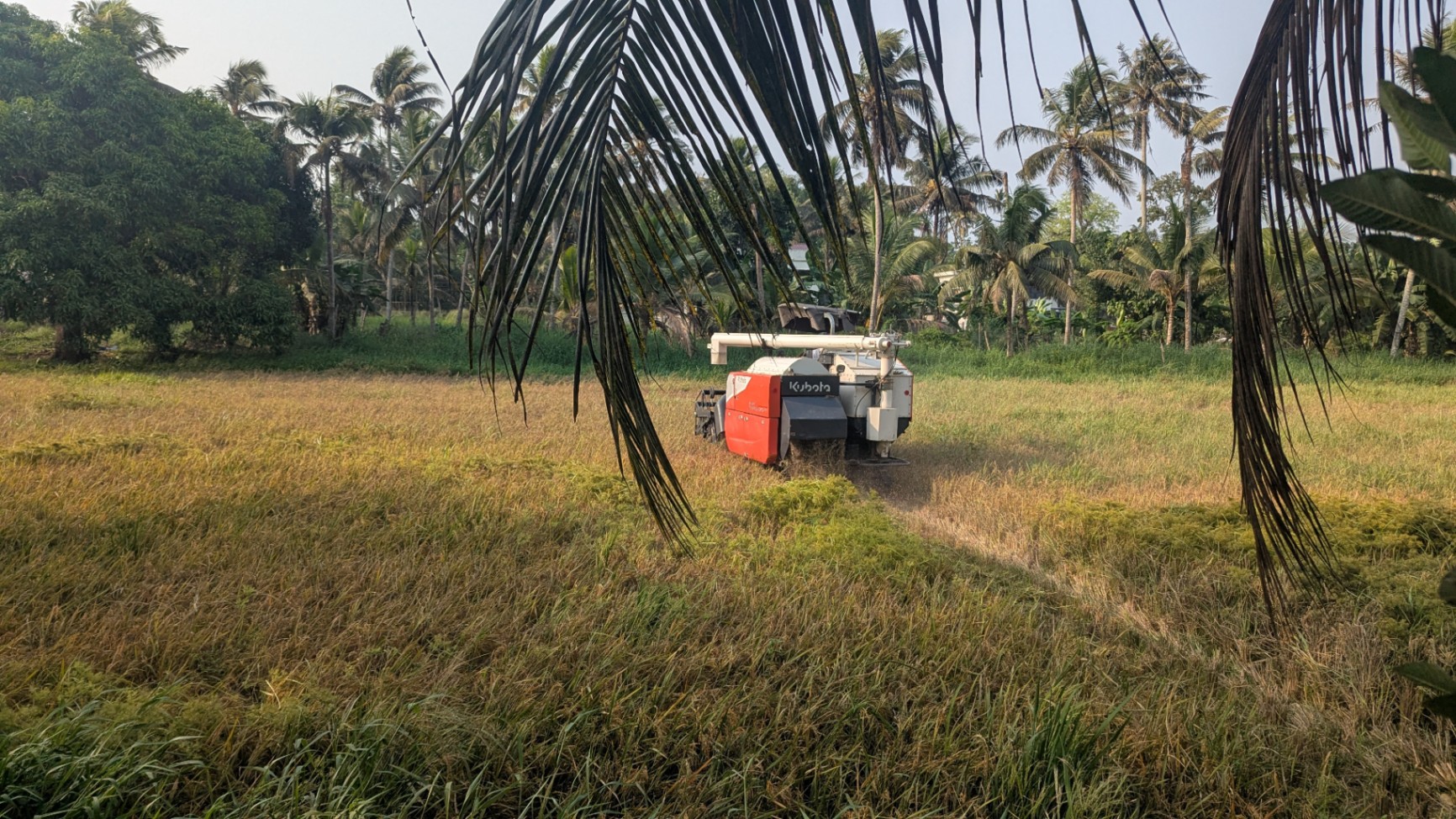 From Fallow Fields to Golden Grains: Adv. Chandy Oommen MLA Ushers in a New Era for TIESFPC image 8