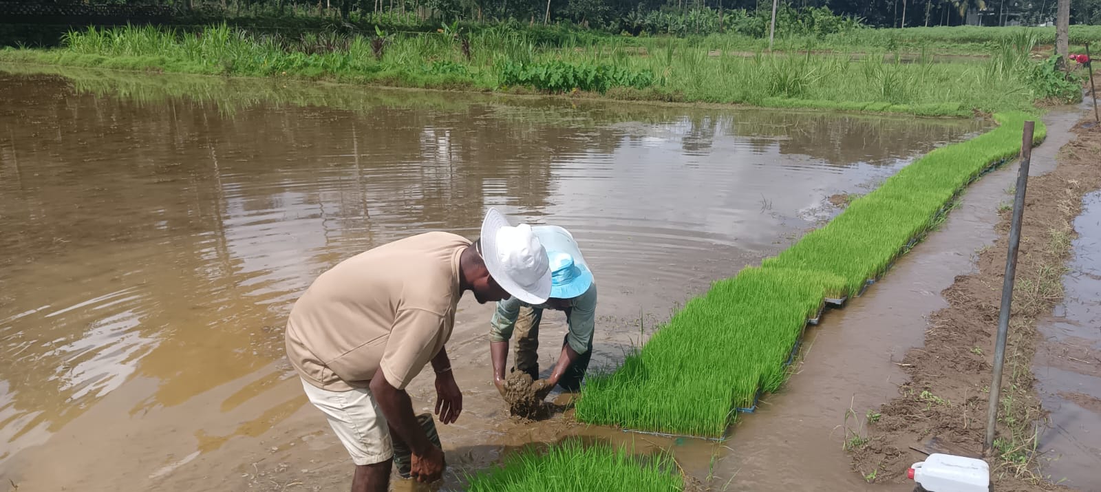 TIESFPC Launches Virippu Rice Cultivation at Maranagadu Polder, Ramapuram, with 90% Mechanised Farming to Revive Fallow Paddy Lands image 3