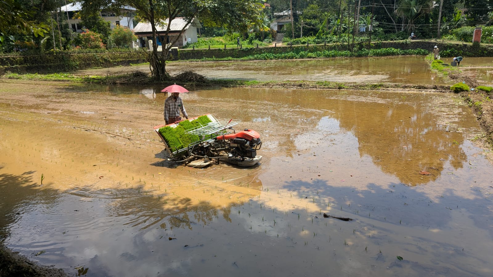 TIESFPC Launches Virippu Rice Cultivation at Maranagadu Polder, Ramapuram, with 90% Mechanised Farming to Revive Fallow Paddy Lands image 6