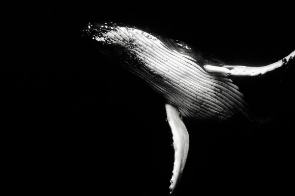 What is The Whale movie really about?