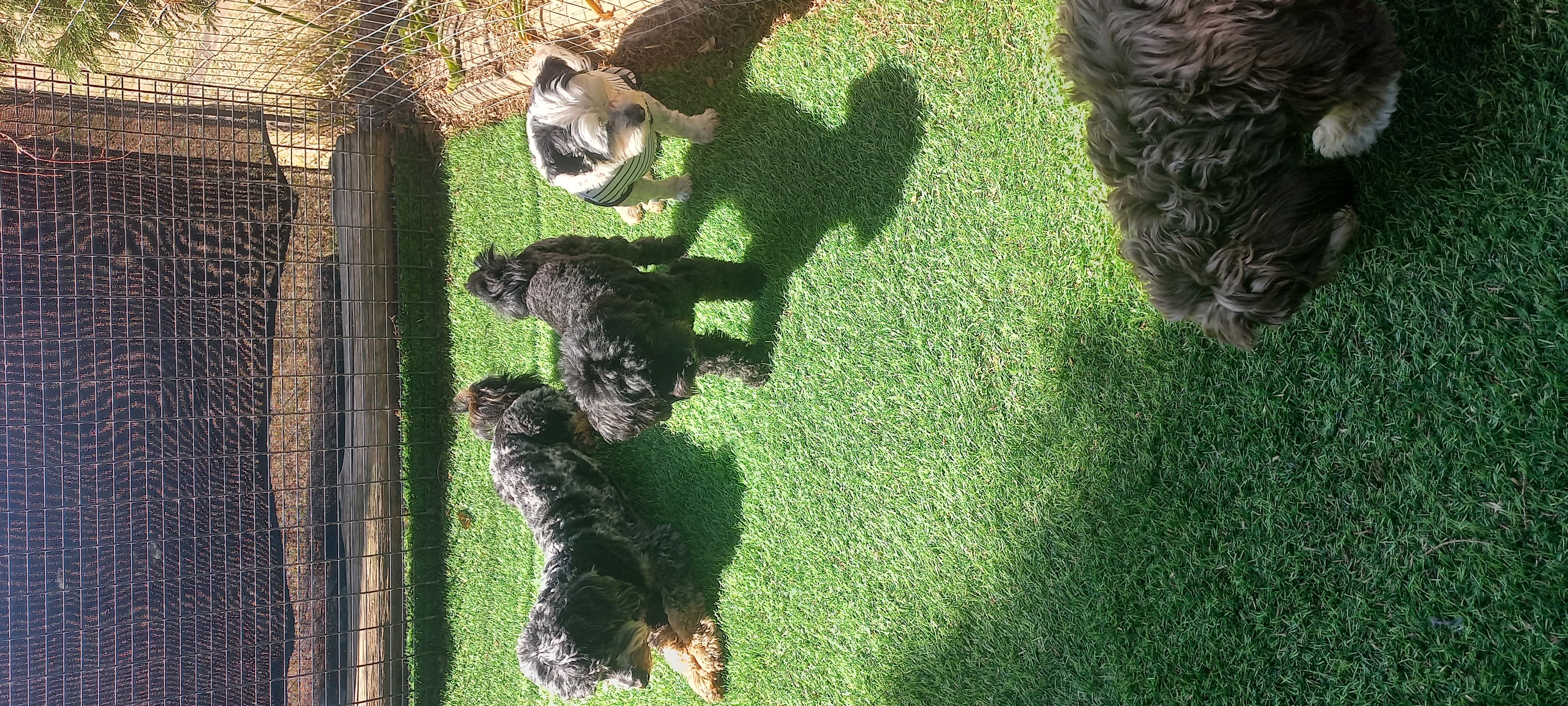 Small dog boarding near me - Tiny Tail Inn guest image 3