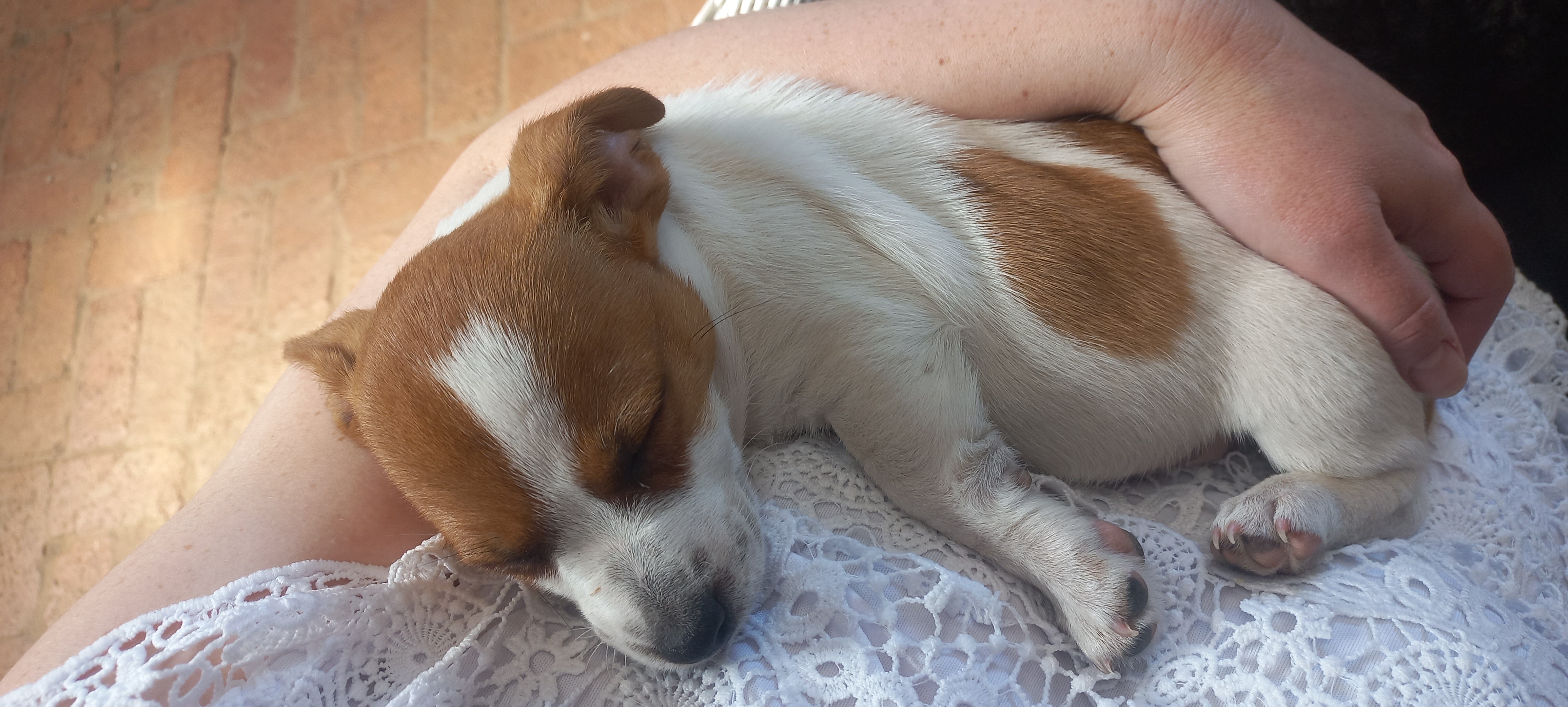 Small dog boarding near me - Tiny Tail Inn guest image 4