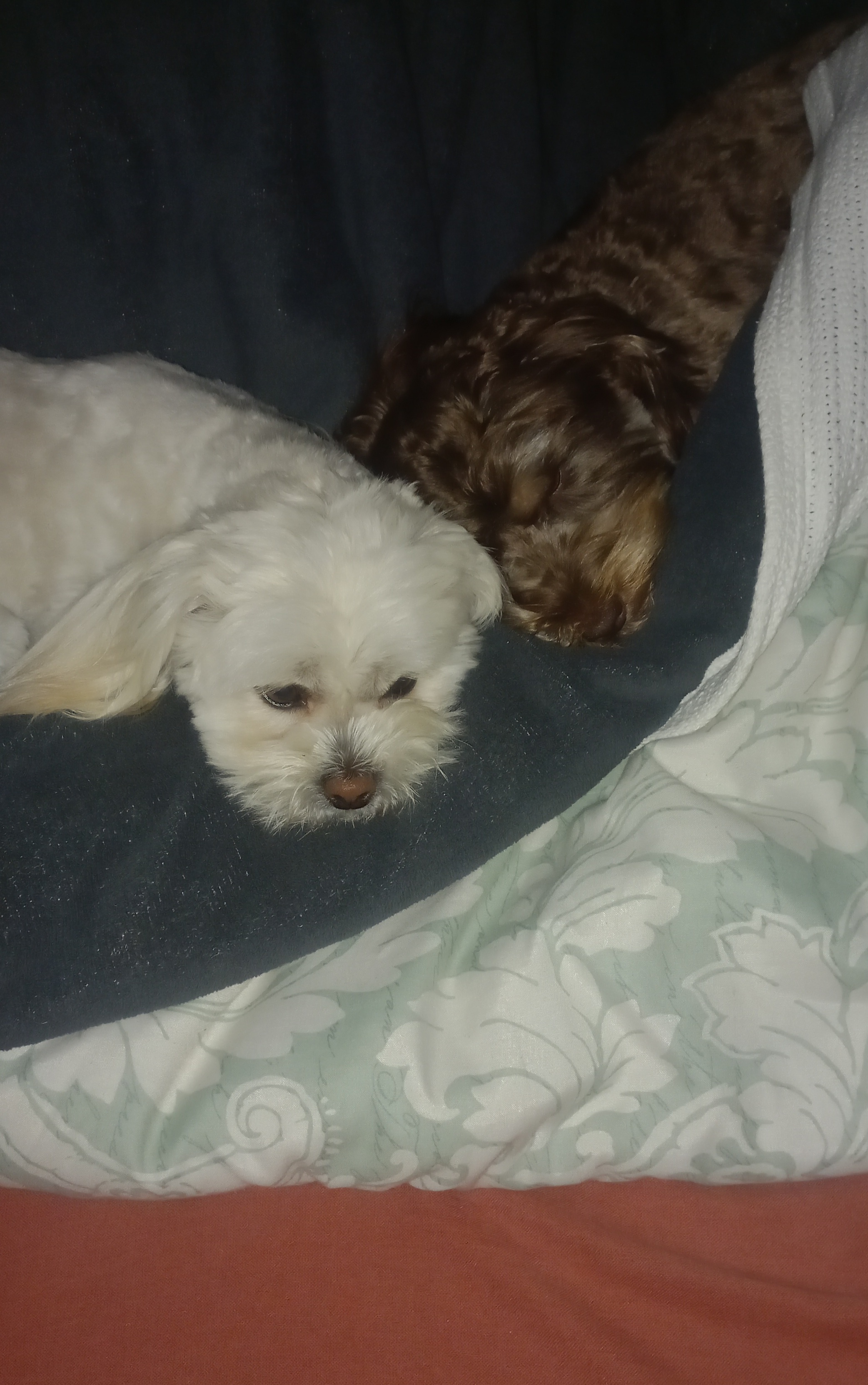 Small dog boarding near me - Tiny Tail Inn guest image 1