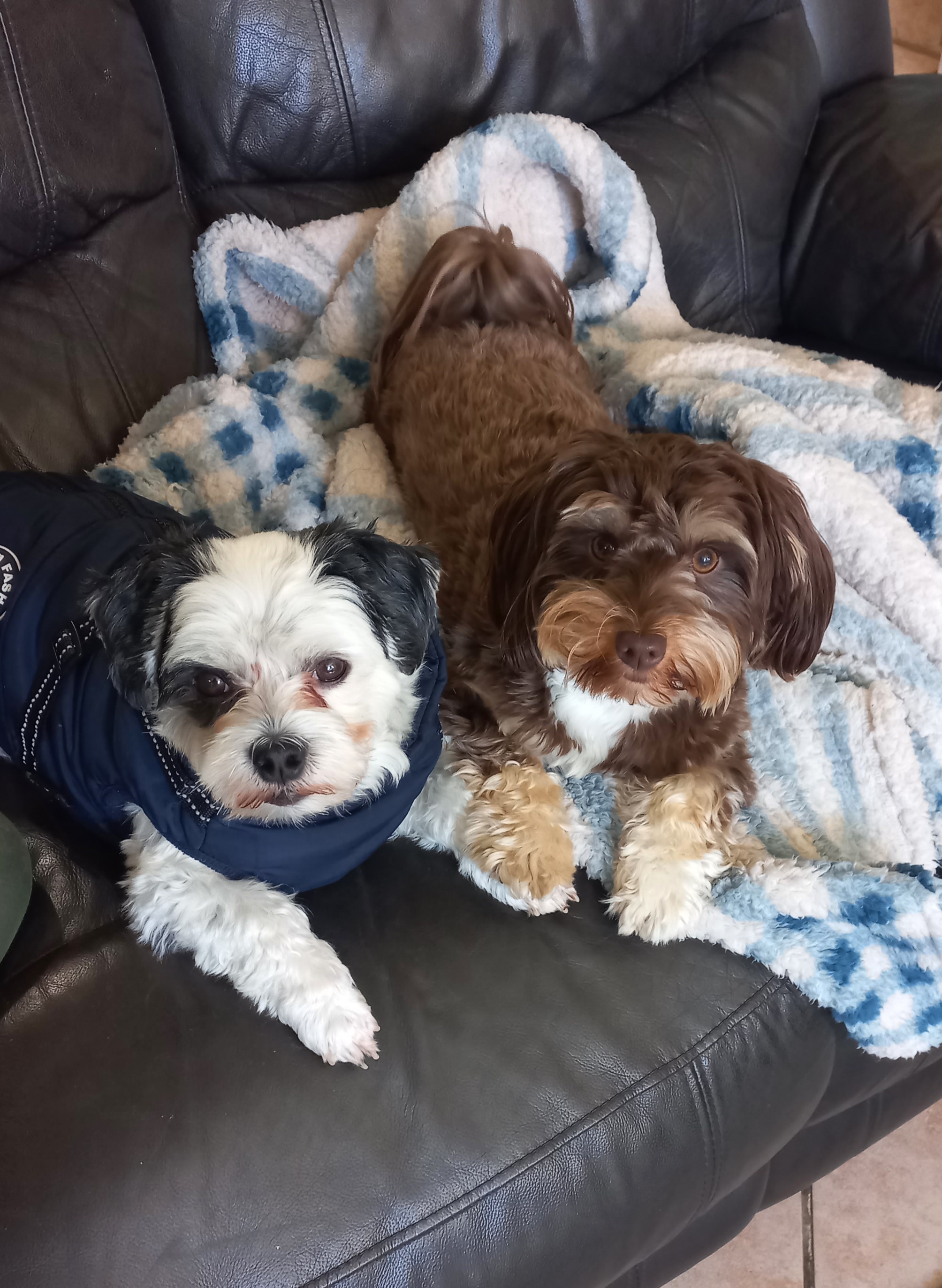 Small dog boarding near me - Tiny Tail Inn guest image 2