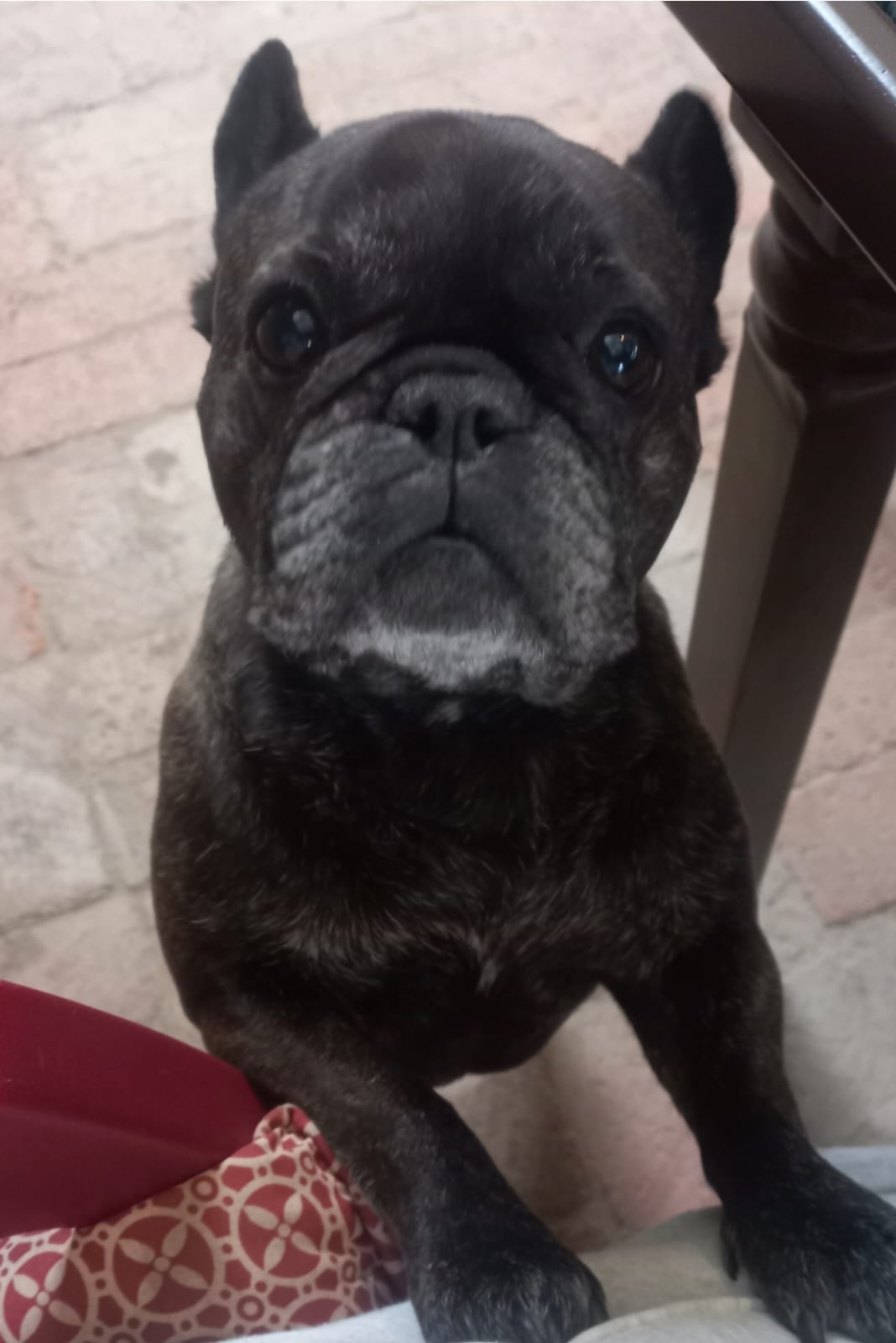 New pet visit service at the inn