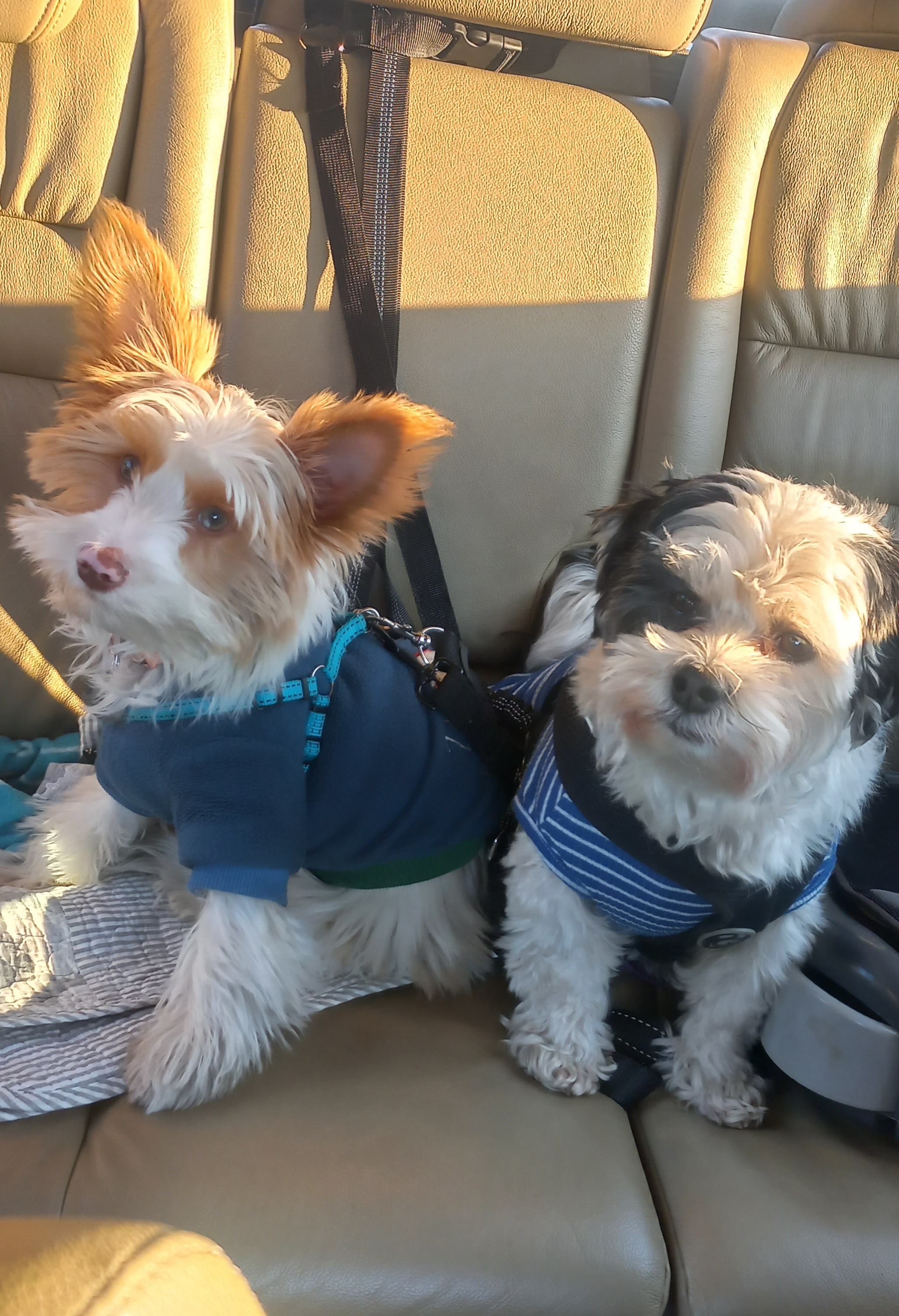 Doggy Daycare at the inn