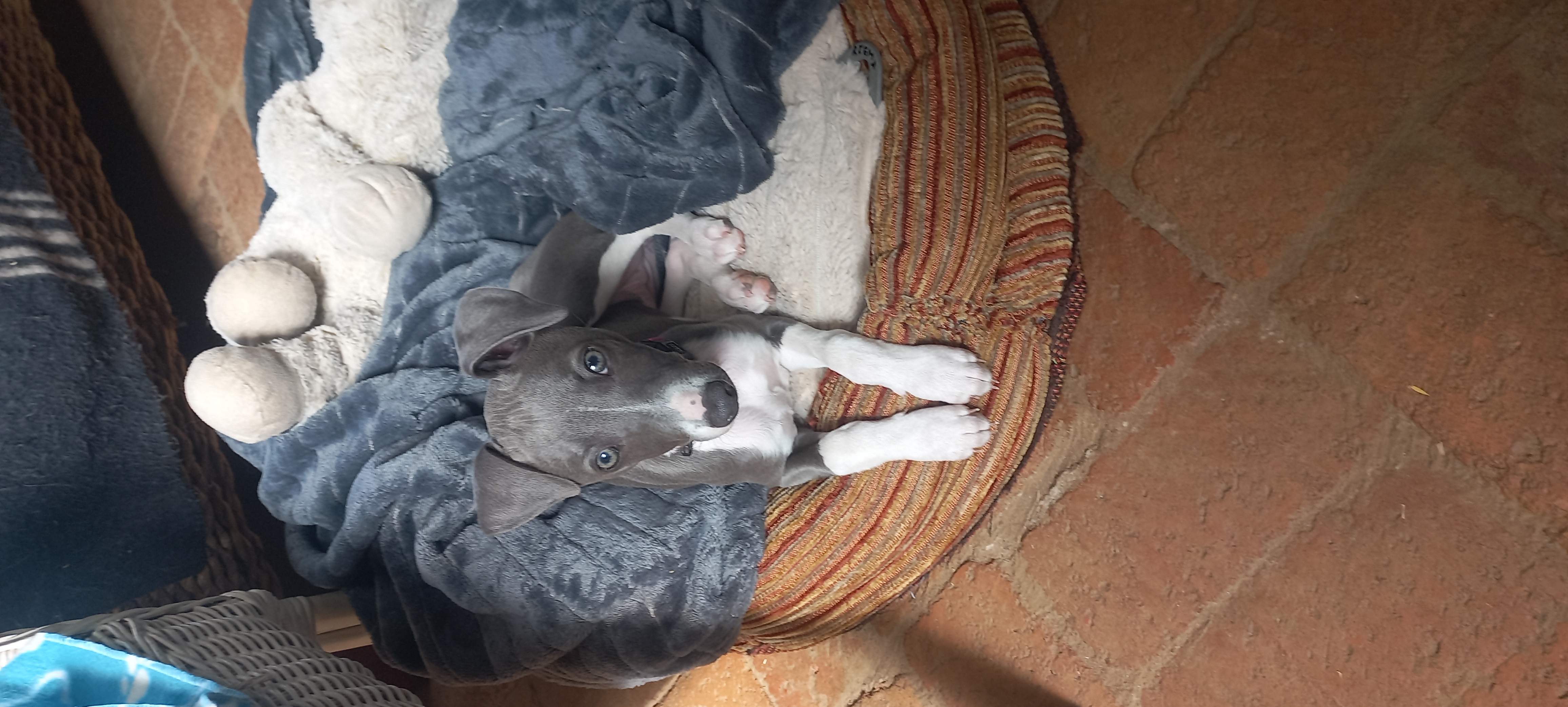 Overnight Dog boarding at the inn