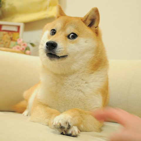 Source image for Doge