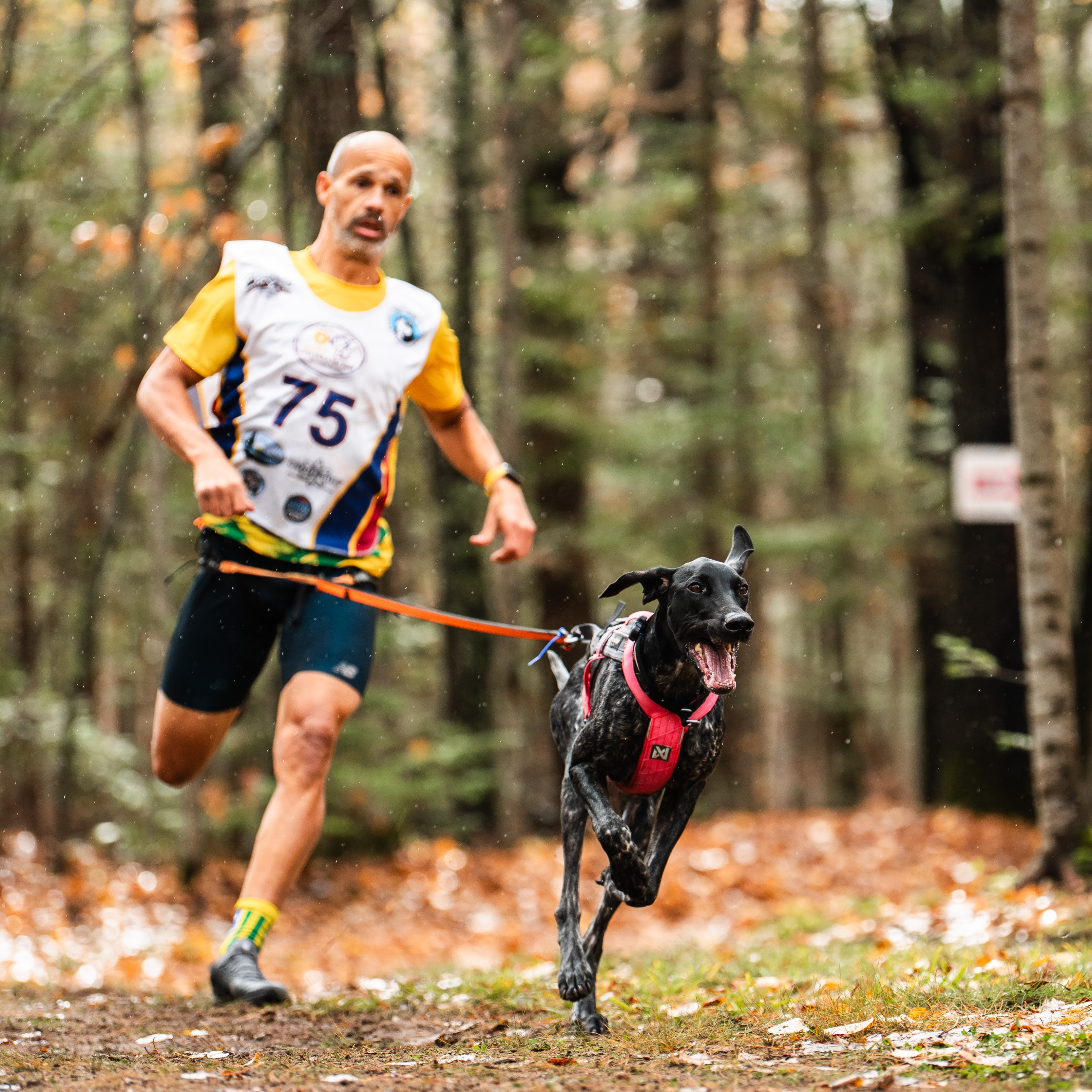 Willian Oliveira Wins Gold in Canicross Masters 50+ at 2025 IFSS Dryland World Championships