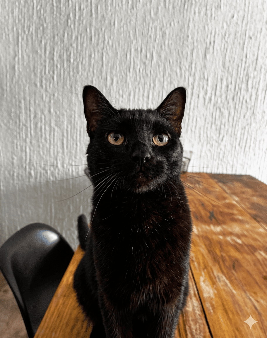 Kimi