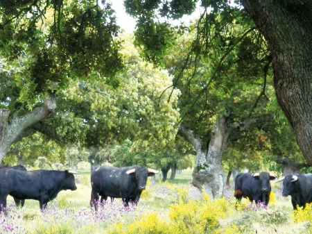 Visita a ganadería de toros bravos en Ledesma (Salamanca)