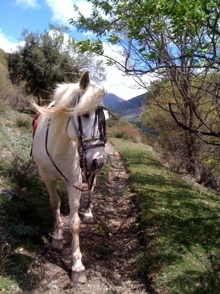 Ruta a caballo en Llavorsí, Lleida