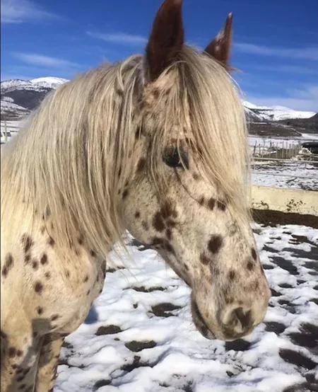 Paseos a caballo desde Llívia en La Cerdanya 