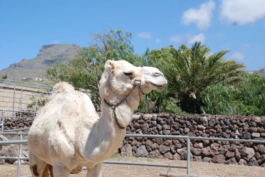 Paseos en camello y granja de animales — Camello