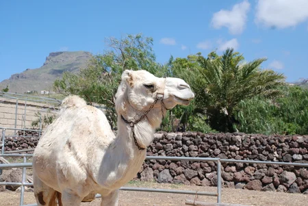 Paseos en Camello y granja de animales
