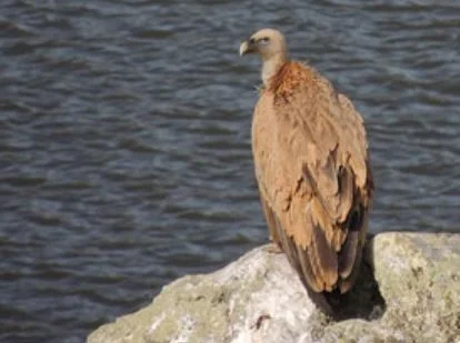 Avistamiento de aves en el parque nacional de monfrague ruta guiada — Aves monfrague