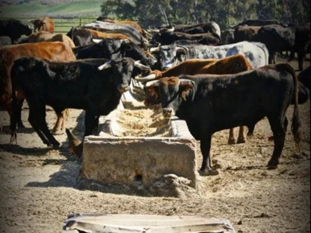 Imagen de Visita Ganadería de Toros Bravos Cebada Gago