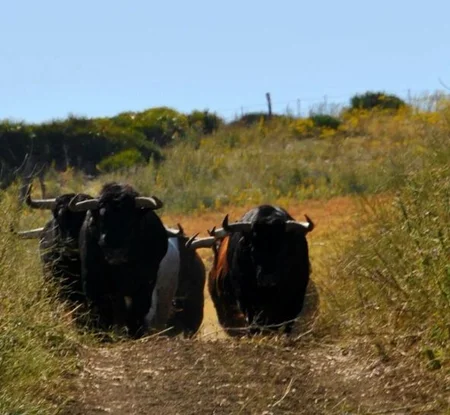 Visita a la Ganadería de toros Cebada Gago en Cádiz