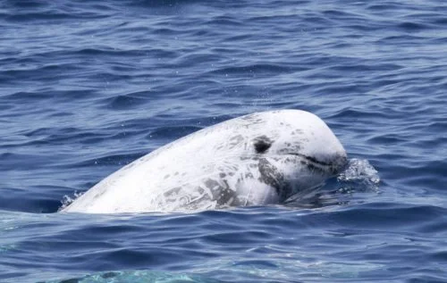 Navegacion cetaceos snorkel y padelsurf 7 dias — 2 cetaceosenmurcia